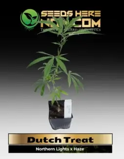 Healthy Dutch Treat Clone in soil pot showing vibrant green leaves.