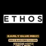 Early Glue RBX1 (Feminized) - Ethos Genetics