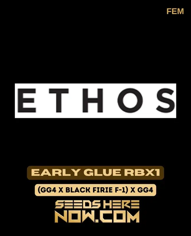 Pack of Early Glue RBX1 Feminized Seeds by Ethos Genetics featuring pine, chocolate, and diesel aroma