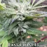 East Coast 13 (Regular) - The Captain's Connection