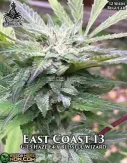 East Coast 13 Regular Seeds by The Captain's Connection featuring G13 Haze F4 x Blissful Wizard lineage