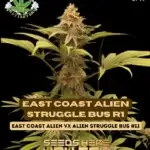 East Coast Alien Struggle Bus R1 (Feminized) - Eazy Daze Cultivators