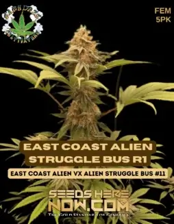 East Coast Alien Struggle Bus R1 Cannabis Seeds (space) Feminized Hybrid