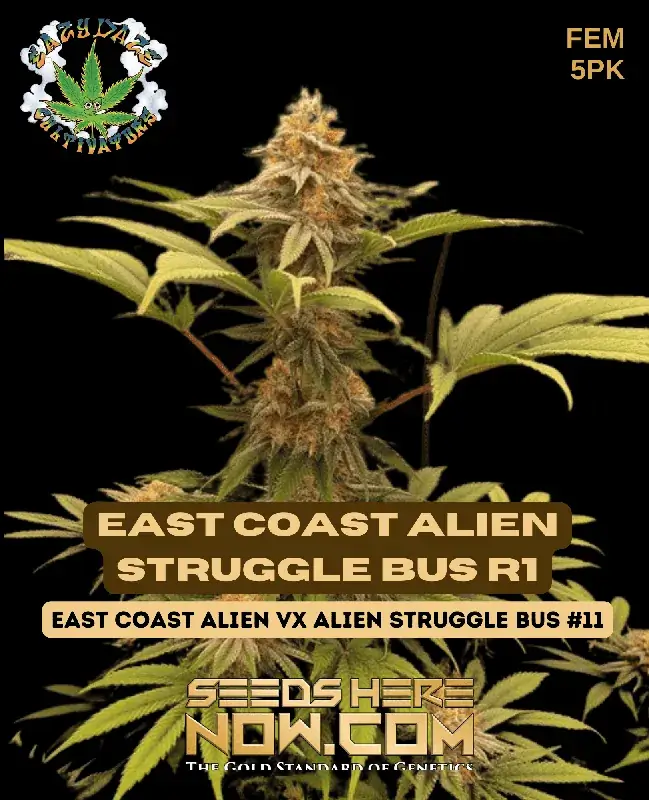 East Coast Alien Struggle Bus R1 Cannabis Seeds - Feminized Hybrid