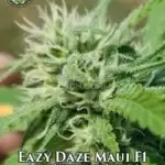 EazyDaze Maui (Regular) - Eazy Daze Cultivators