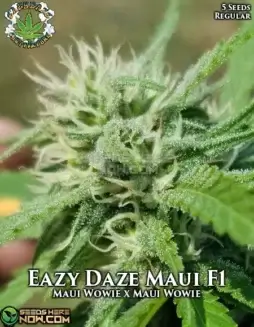 EazyDaze Maui cannabis seeds by Eazy Daze Cultivators, showcasing tropical aroma and creative effects
