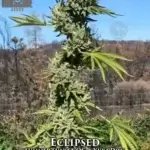 Eclipsed (Regular) - Massive Seeds