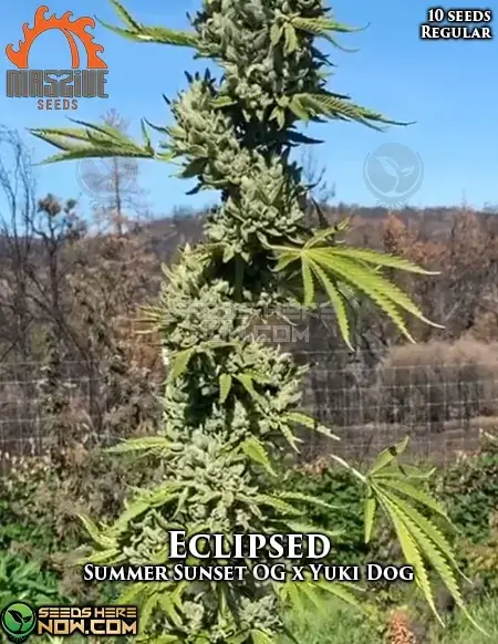 Eclipsed regular cannabis seeds by Massive Seeds, featuring Summer Sunset OG and Yuki DOG lineage