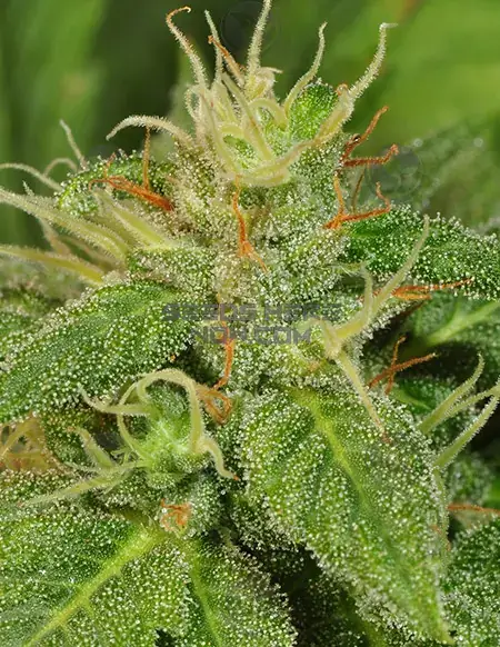 Electric Lemon G Cannabis Seeds, a sativa-dominant hybrid by T.H. Seeds featuring citrus and pine aromas