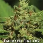 Emerald Fire OG (Regular) - Humboldt Seed Company