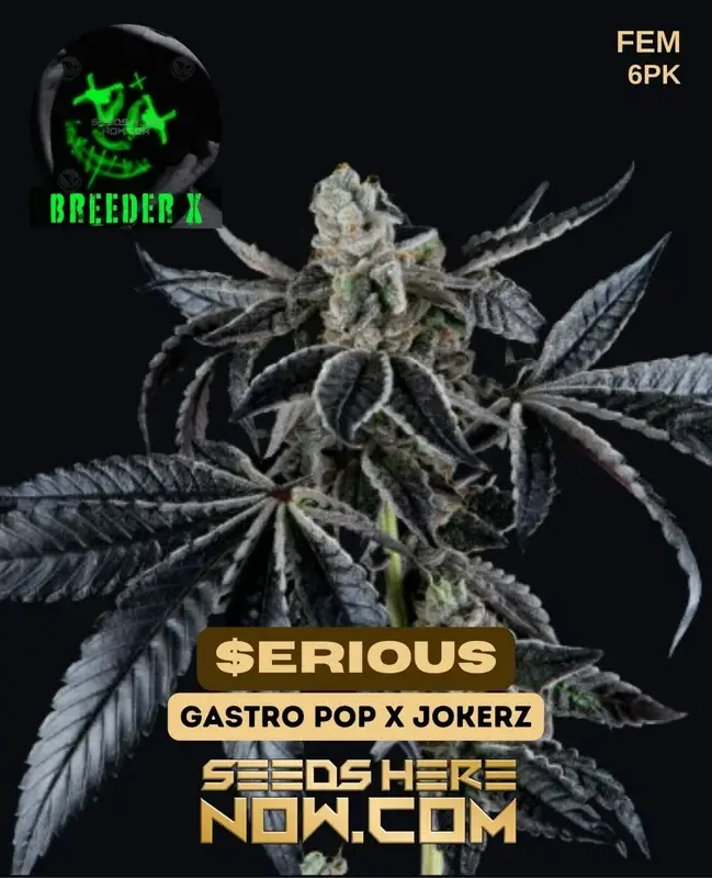 Image of $erious feminized cannabis seeds by Breeder X featuring high THC levels and hybrid dominance