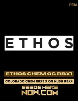 Ethos Chem OG RBX1 cannabis seeds (space) A Feminized strain by Ethos Genetics featuring 30(space)35% THC and a mix of citrus, pine, diesel, and earthy flavors.