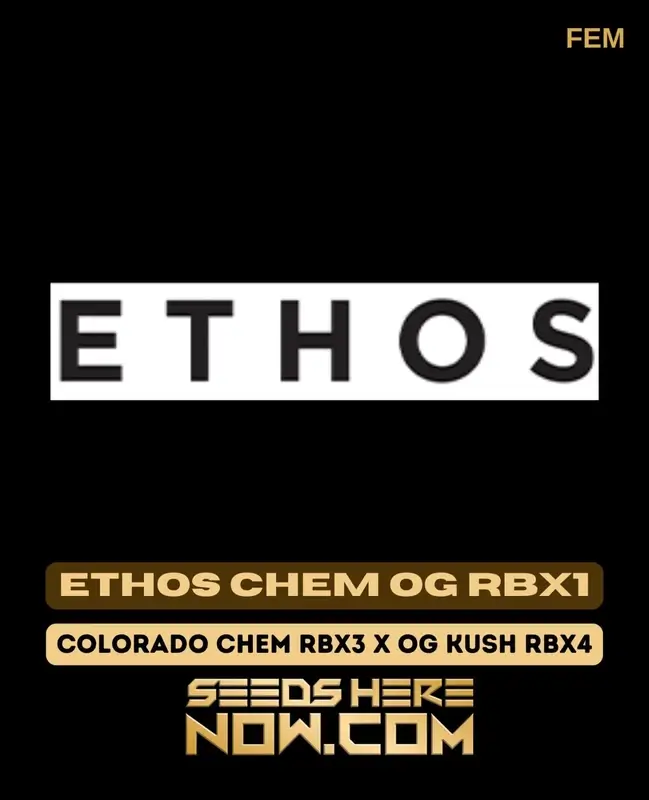 Ethos Chem OG RBX1 cannabis seeds - A Feminized strain by Ethos Genetics featuring 30-35% THC and a mix of citrus, pine, diesel, and earthy flavors.
