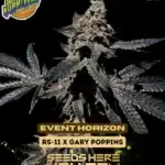 Event Horizon (Feminized) - Exotic Genetix