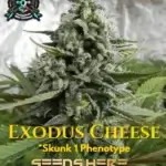 Exodus Cheese S1 (Feminized) - Elite Clone Seed Company