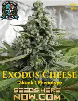 Exodus Cheese S1 cannabis seeds by Elite Clone Seed Company, featuring dense, resinous buds and a distinctive cheesy aroma.