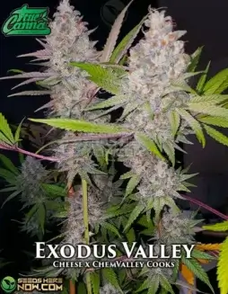 Exodus Valley (space) Indica Dominant Cannabis Seeds Pack