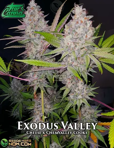 Exodus Valley - Indica Dominant Cannabis Seeds Pack