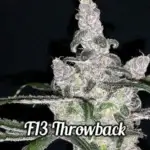 F13 Throwback (Regular) - DJ Short Seeds