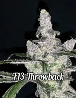 Pack of F13 Throwback Regular Cannabis Seeds by DJ Short Seeds featuring Sativa dominance and Blueberry flavor