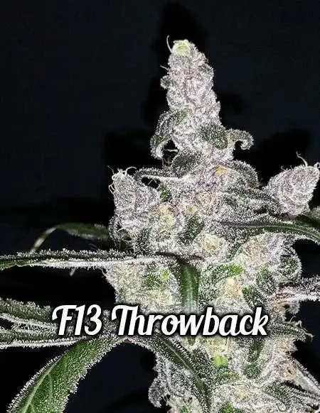 Pack of F13 Throwback Regular Cannabis Seeds by DJ Short Seeds featuring Sativa dominance and Blueberry flavor