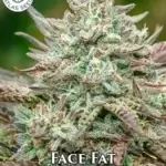 Face Fat (Autoflower) - Atlas Seeds
