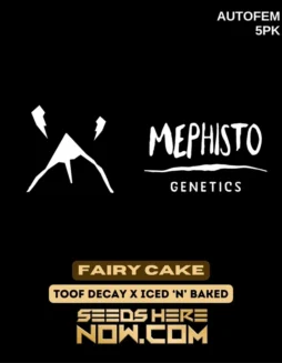 Image of Fairy Cake Autoflower Cannabis Seeds, a hybrid strain by Mephisto Genetics with vanilla, citrus, and earthy flavors