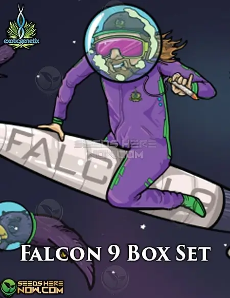 Falcon 9 Box Set cannabis seeds by Exotic Genetix - Feminized seeds featuring Sherbet x Tina lineage