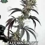 Falcon Heavy (Feminized) - Exotic Genetix