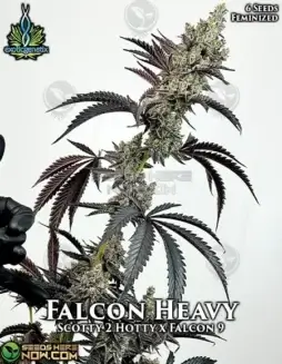 Falcon Heavy Feminized Seeds (space) Exotic Genetix (space) Cannabis Seeds