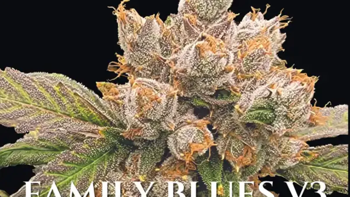DJ Short Seeds Cannabis Seeds For Sale | Seedsherenow.com