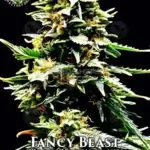 Fancy Beast (Autoflower) - Eazy Daze Cultivators