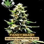 Fancy Beast (Autoflower) - Eazy Daze Cultivators