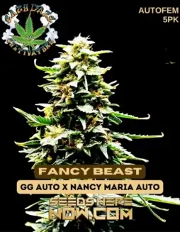 Fancy Beast cannabis seeds by Eazy Daze Cultivators featuring Gorilla Glue Auto and Nancy Maria Auto genetics