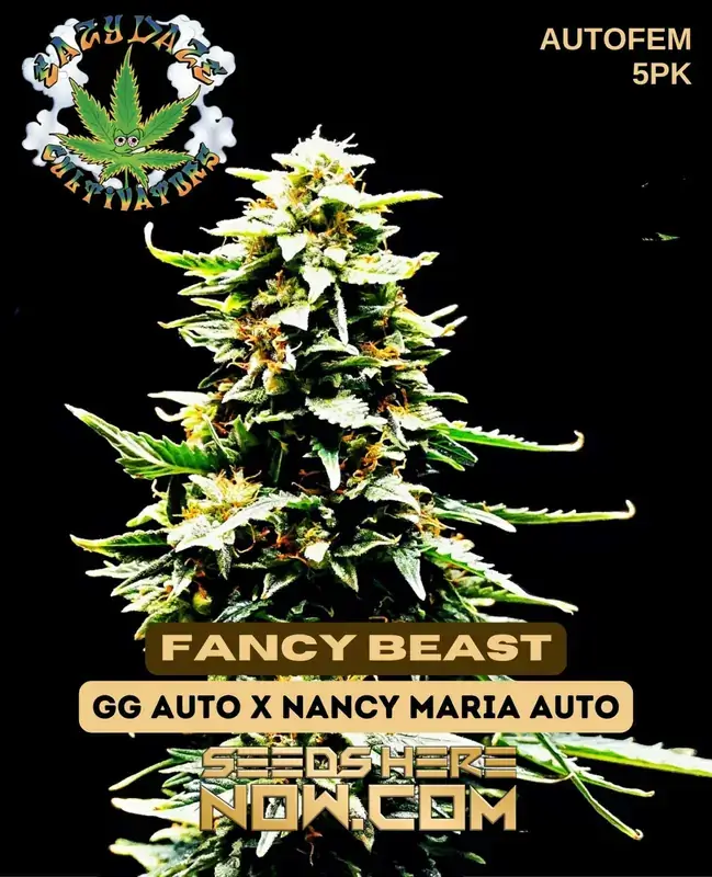 Fancy Beast cannabis seeds by Eazy Daze Cultivators featuring Gorilla Glue Auto and Nancy Maria Auto genetics