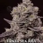 Fanta Sea RBX (Feminized) - Ethos Genetics