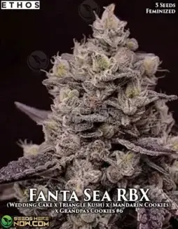 Fanta Sea RBX Feminized Seeds (space) Hybrid Cannabis Strain by Ethos Genetics