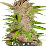 Fastberry (Autoflower) - Fast Buds