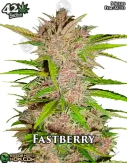 Fastberry Auto autoflower cannabis seeds, a blend of Blueberry and Canadian Ruderalis