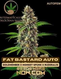 Close(space)up of Fat Bastard Auto cannabis seeds in a natural setting