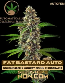 Fat Bastard Auto (Autoflower) Cannabis Seed