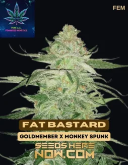Fat Bastard S1 Feminized Cannabis Seeds by Pure XX