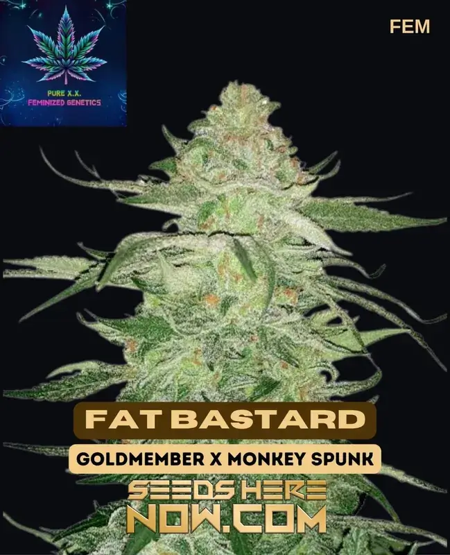 Fat Bastard S1 Feminized Cannabis Seeds by Pure XX