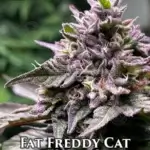 Fat Freddy Cat (Feminized) - Nasha Genetics