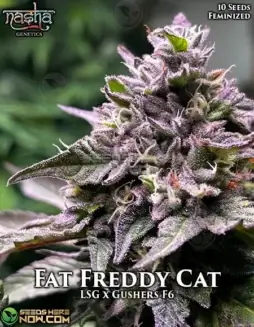 Fat Freddy Cat Feminized Seeds (space) Citrus, Pine, Earthy Aroma