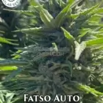 Fatso (Autoflower) - Atlas Seeds