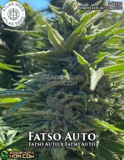 Fatso Autoflower Cannabis Seeds by Atlas Seeds featuring diesel, coffee, pine, and citrus aromas