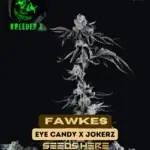 Fawkes (Feminized) - Breeder X