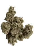 Buy Feminized Weed Seeds