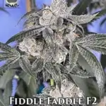 Fiddle Faddle F2 (Regular) - Thug Pug Genetics